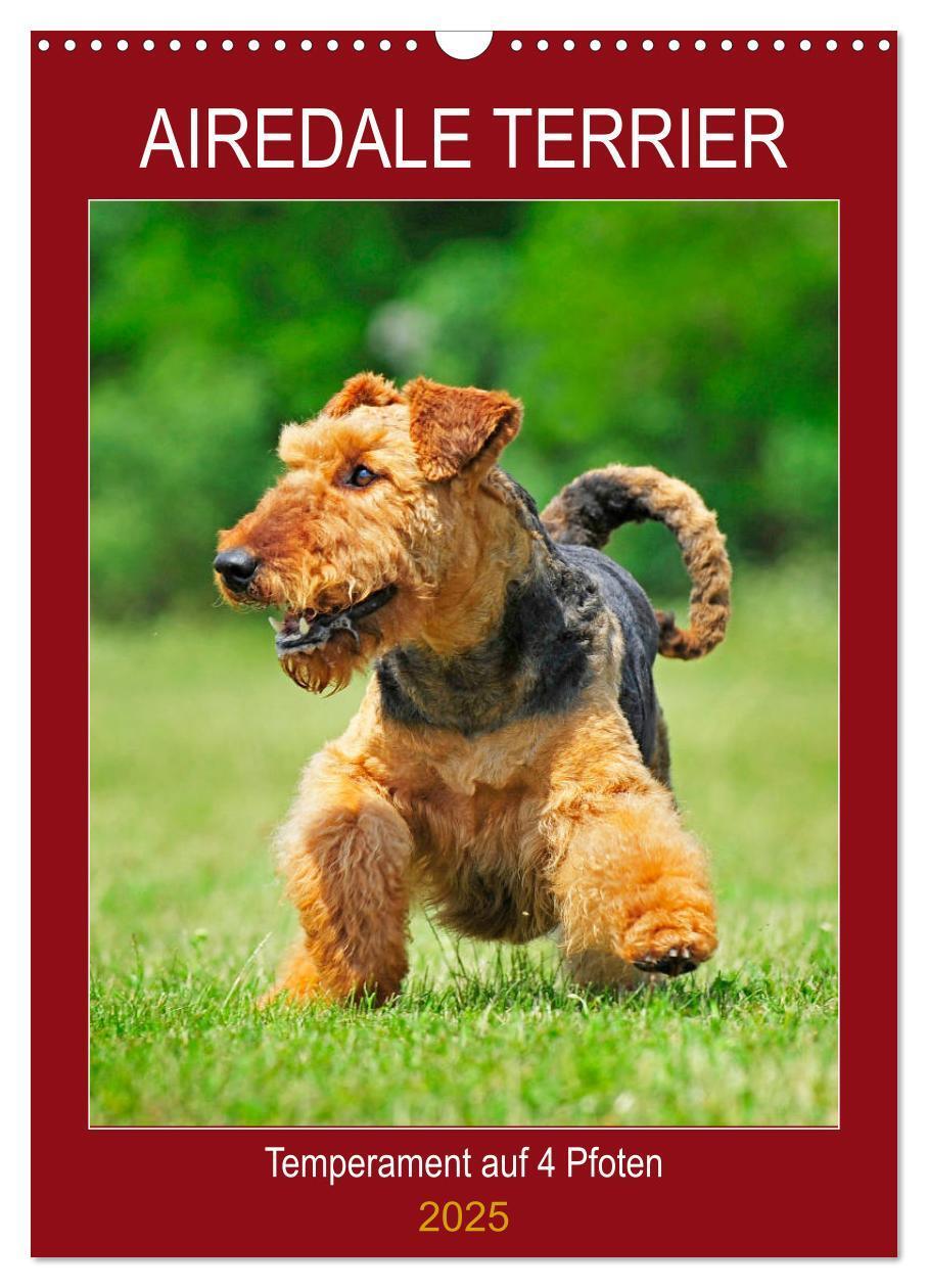 Cover: 9783435960361 | Airedale Terrier - Temperament auf 4 Pfoten (Wandkalender 2025 DIN...