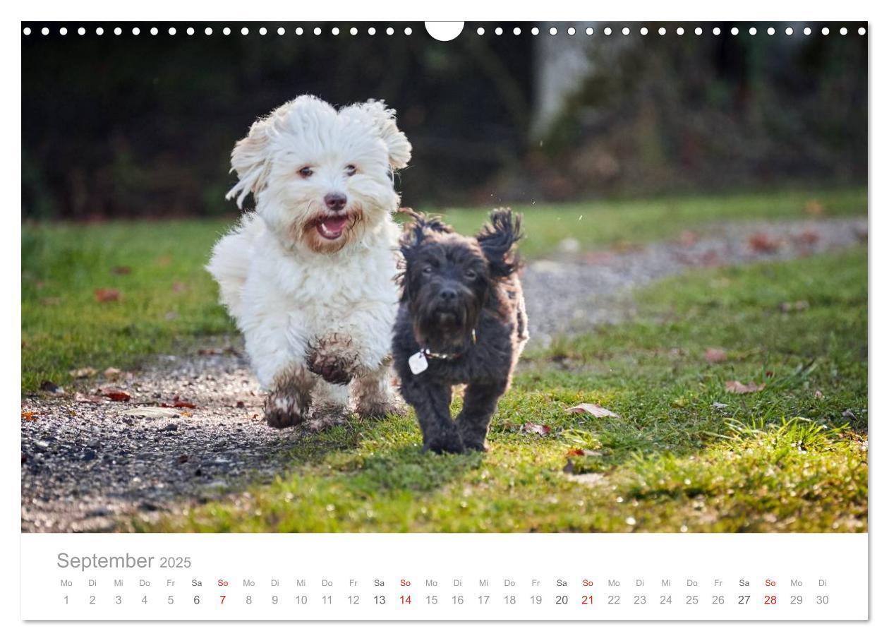 Bild: 9783435503711 | Havaneser - Herz aus Gold (Wandkalender 2025 DIN A3 quer), CALVENDO...