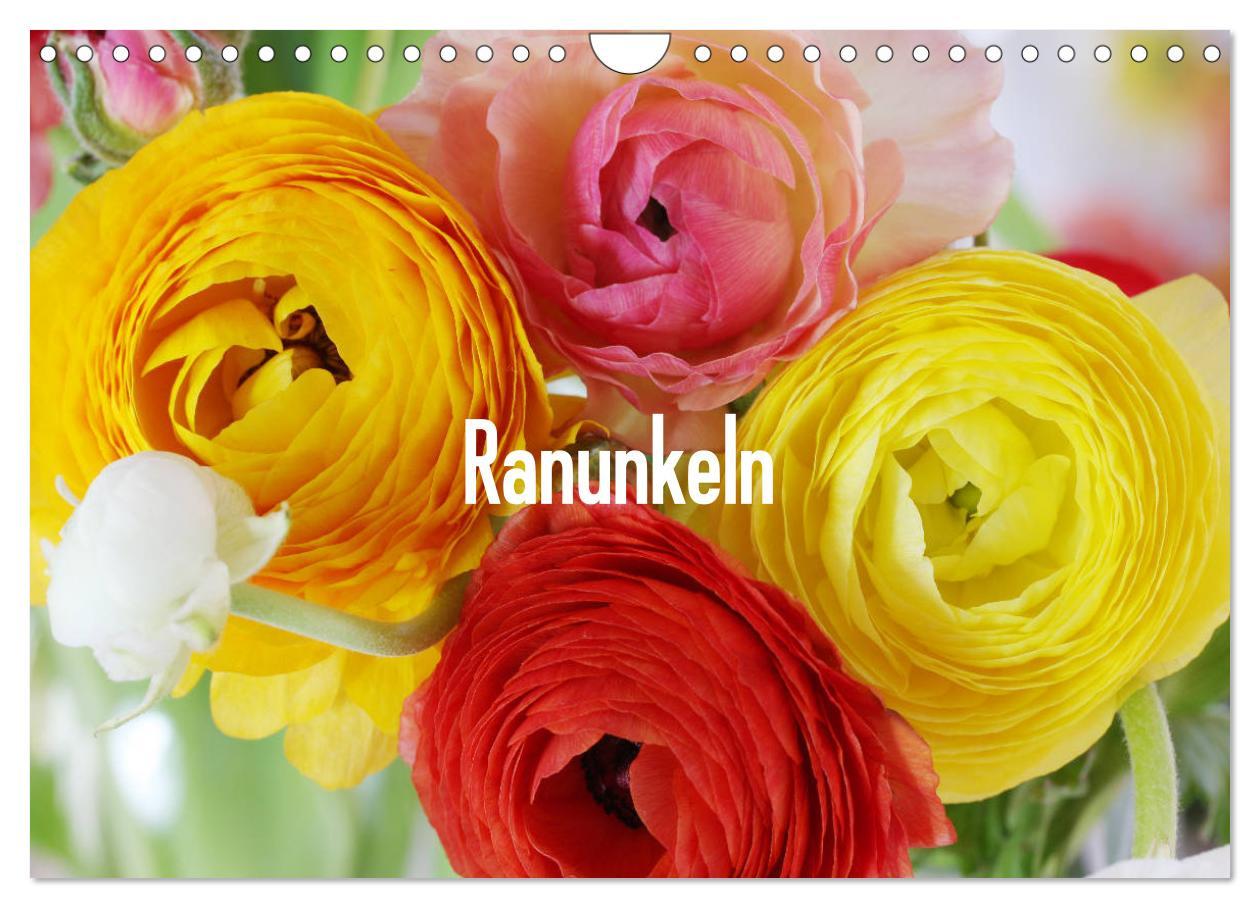 Cover: 9783435334421 | Ranunkeln (Wandkalender 2025 DIN A4 quer), CALVENDO Monatskalender