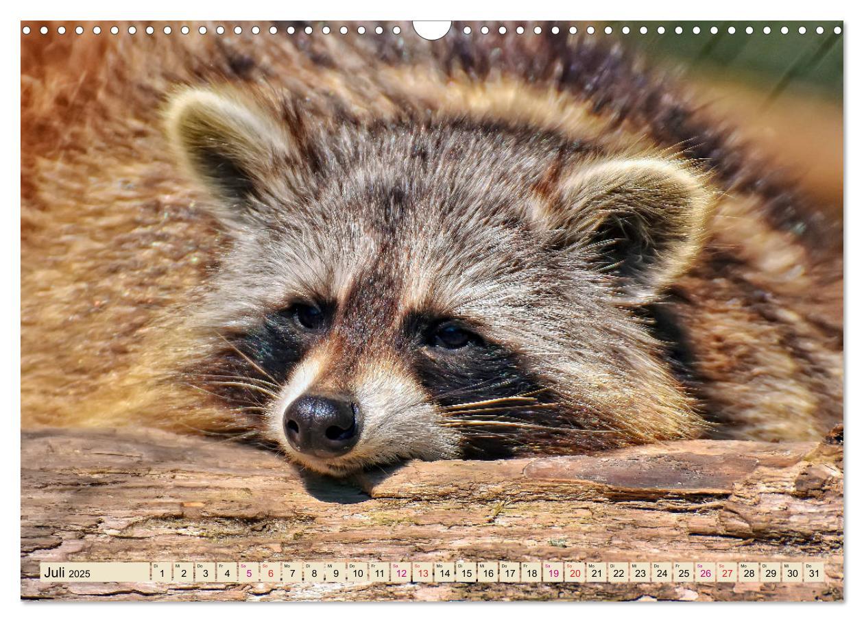 Bild: 9783435334735 | Waschbär - Niedlicher Allesfresser (Wandkalender 2025 DIN A3 quer),...