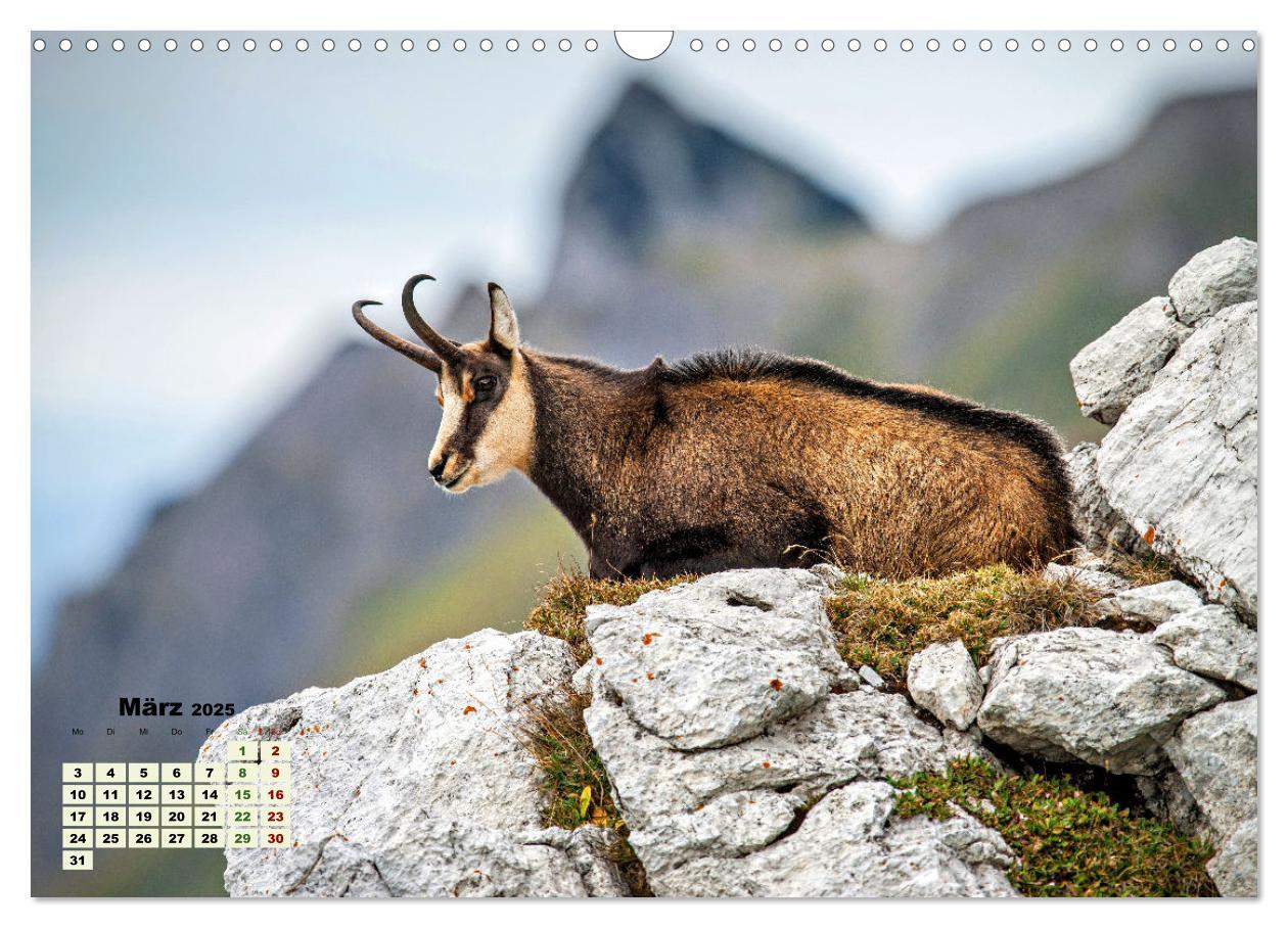 Bild: 9783383864513 | Big Five der Alpen Gämse, Steinbock, Murmeltier, Steinadler,...