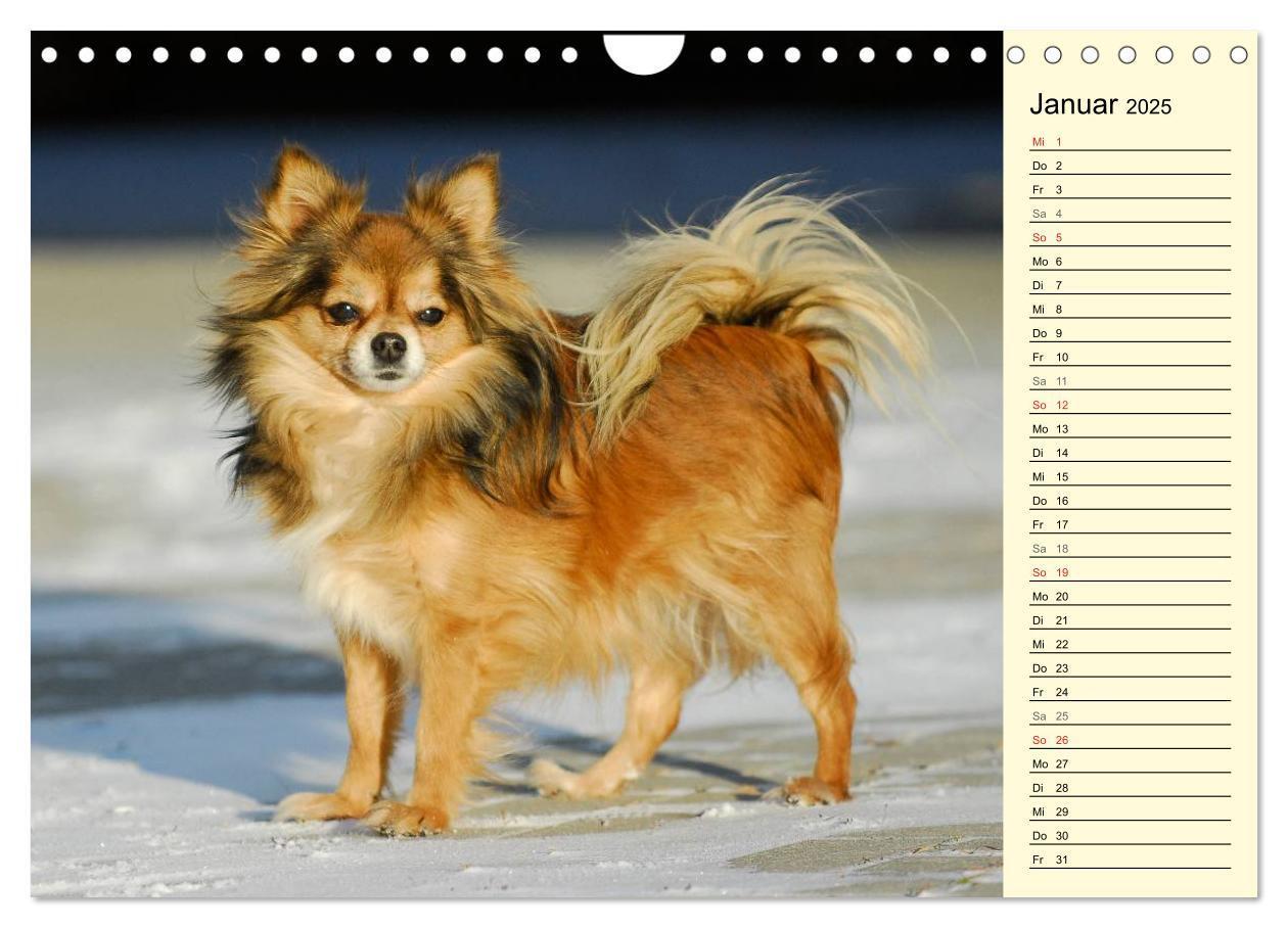 Bild: 9783435541546 | Chihuahua - Kleine Hunde ganz groß (Wandkalender 2025 DIN A4 quer),...