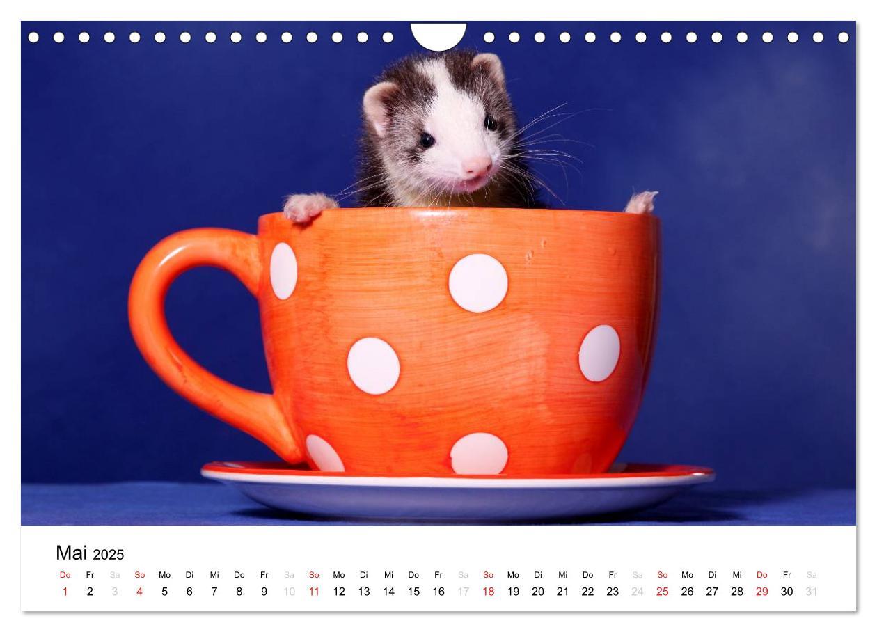 Bild: 9783435840083 | Frettchen - Ferrets (Wandkalender 2025 DIN A4 quer), CALVENDO...