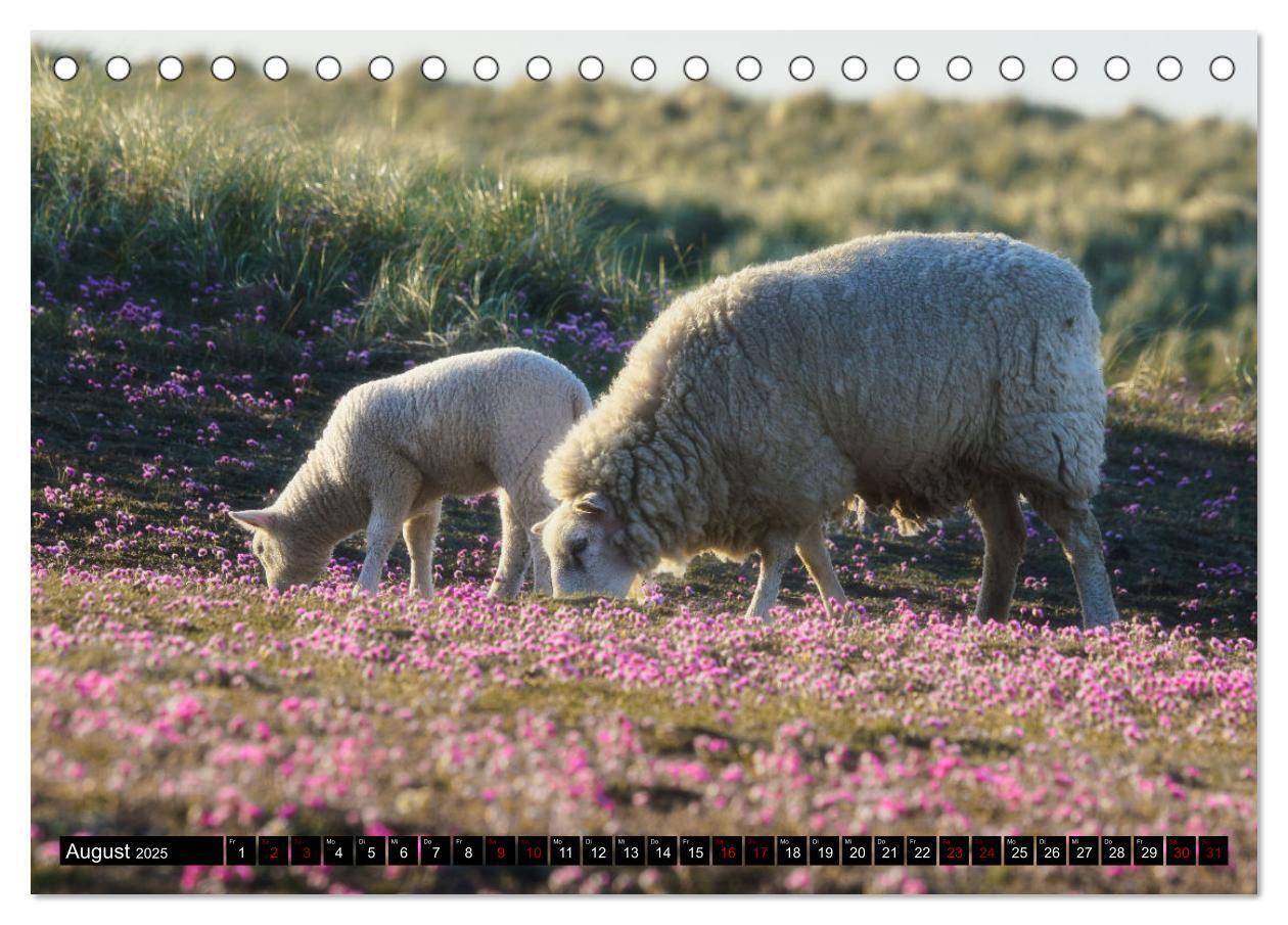 Bild: 9783435048892 | Schafe auf Sylt (Tischkalender 2025 DIN A5 quer), CALVENDO...