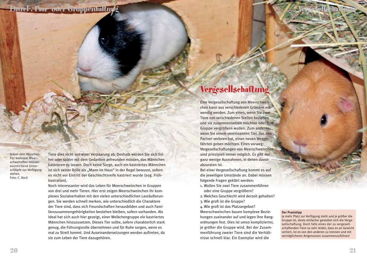 Bild: 9783866591110 | Meerschweinchen | Cavia adarea f. porcellus | Christian Koch | Buch