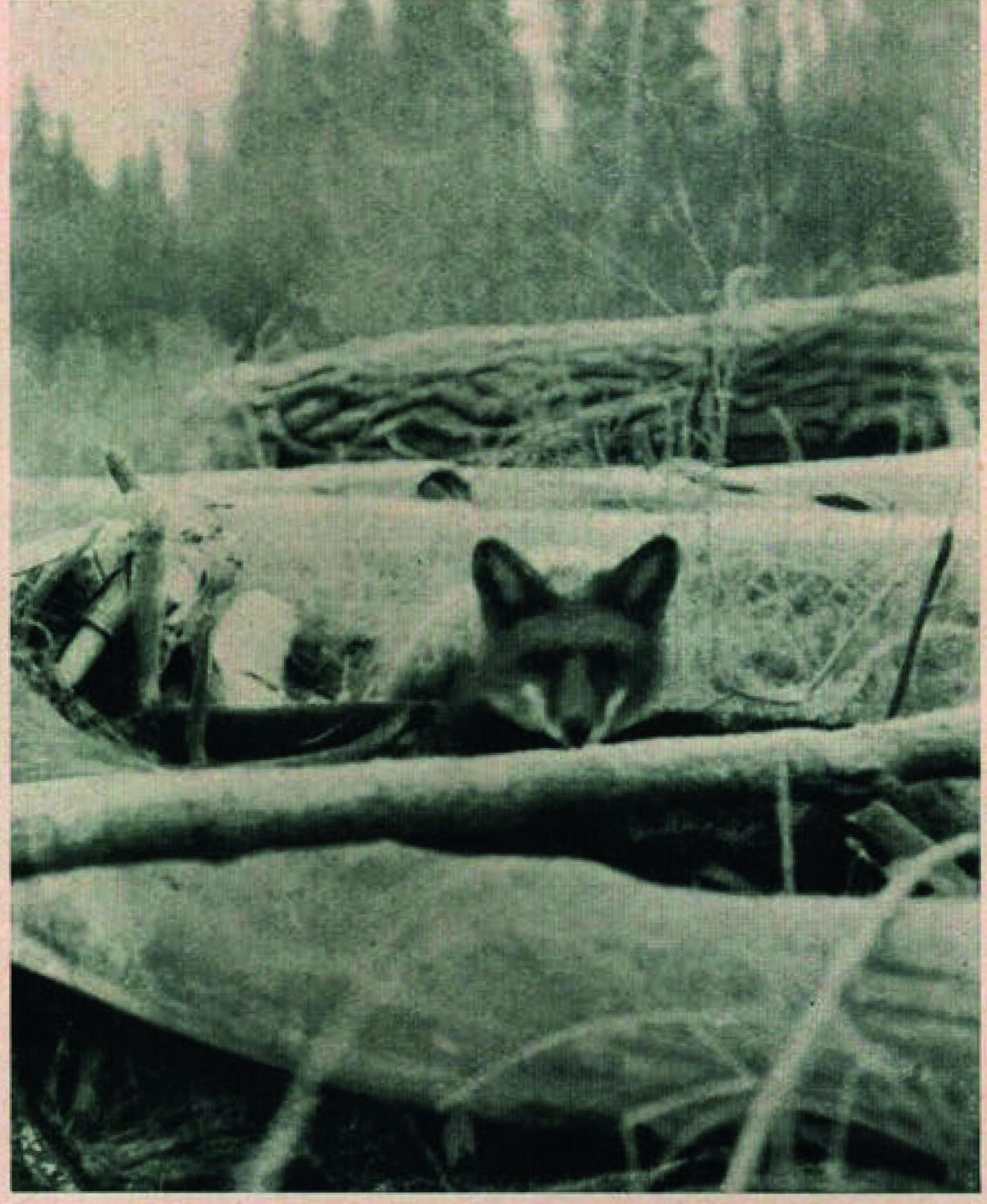 Bild: 9783963453472 | Wildes Kanada | Leben als Trapper und Jäger im 20. Jahrhundert | Buch