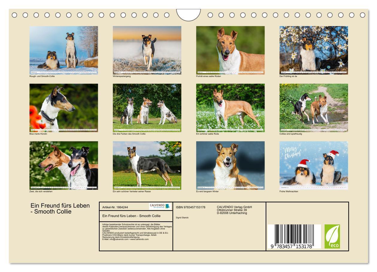 Bild: 9783457153178 | Ein Freund fürs Leben - Smooth Collie (Wandkalender 2025 DIN A4...