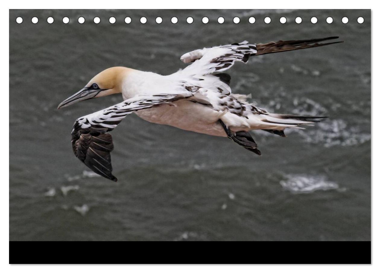 Bild: 9783435790685 | Helgoland und die Düne (Tischkalender 2025 DIN A5 quer), CALVENDO...