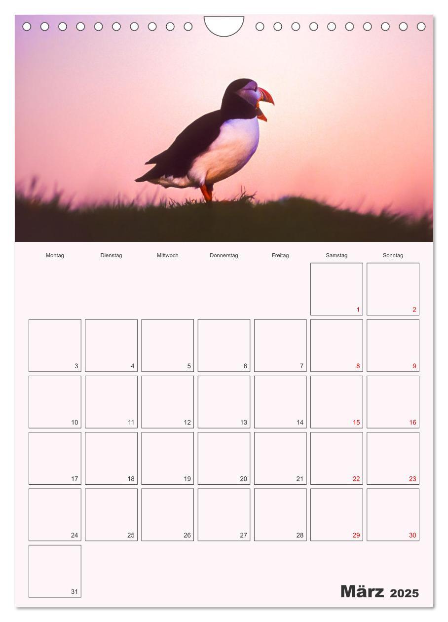 Bild: 9783435927678 | Papageitaucher Monatsplaner (Wandkalender 2025 DIN A4 hoch),...