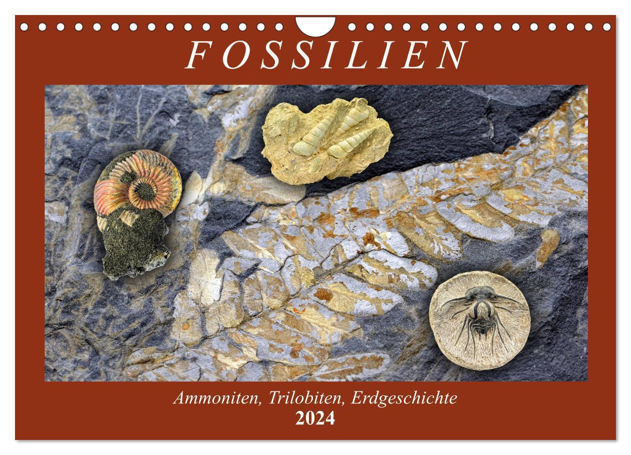 Cover: 9783675453555 | Fossilien - Ammoniten, Trilobiten, Erdgeschichte (Wandkalender 2024...