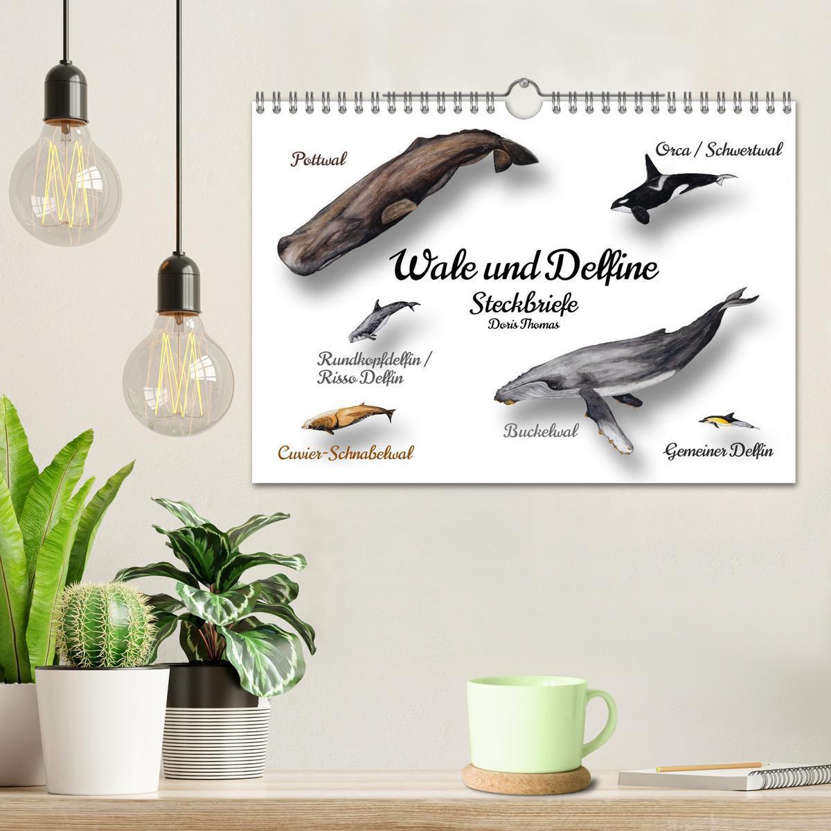 Bild: 9783457212783 | Wale und Delfine Steckbriefe (Wandkalender 2025 DIN A4 quer),...