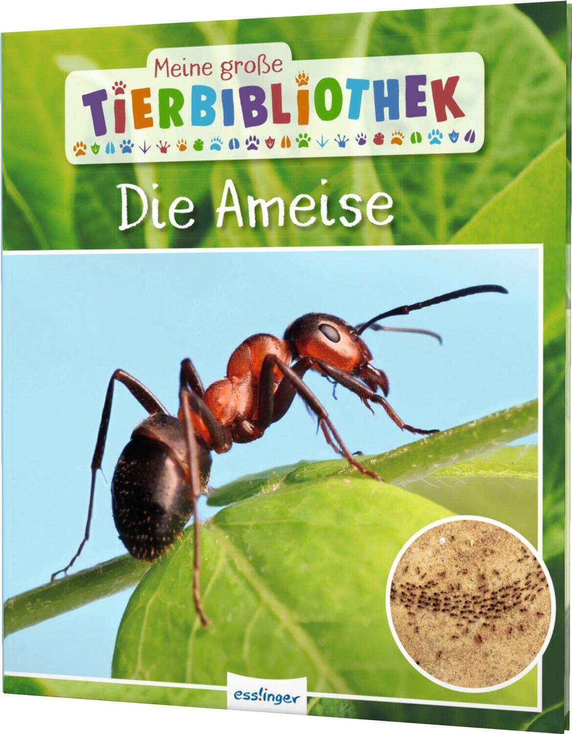 Cover: 9783480235810 | Meine große Tierbibliothek: Die Ameise | Axel Gutjahr | Buch | 32 S.