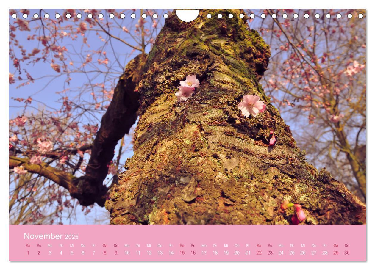 Bild: 9783435403165 | Zarte Kirschblüten - Berauschende Gedankendüfte (Wandkalender 2025...