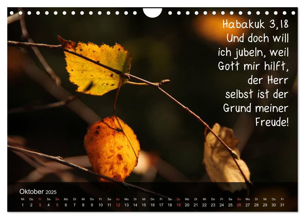 Bild: 9783435768240 | Schöpfung im Licht (Wandkalender 2025 DIN A4 quer), CALVENDO...