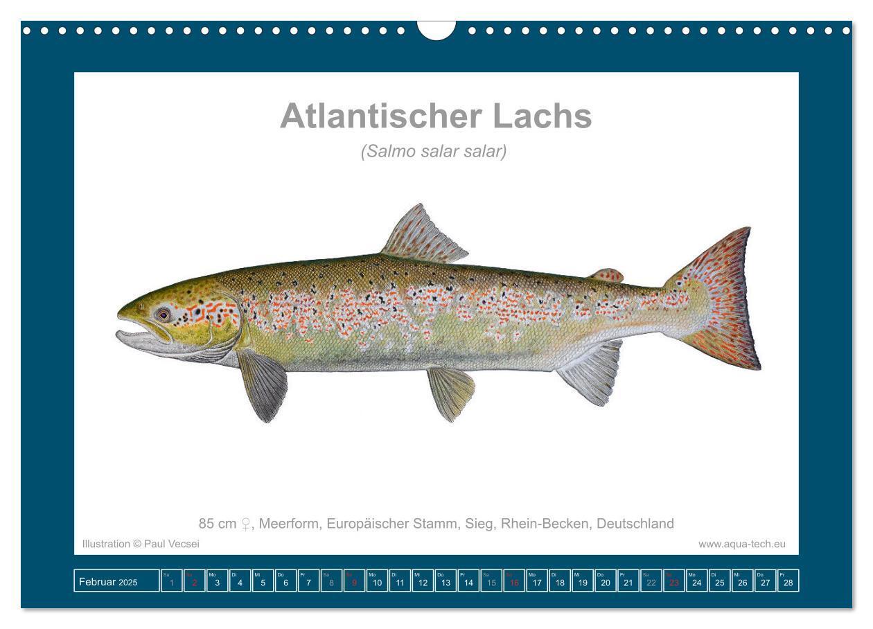 Bild: 9783383772634 | Fisch als Kunst 2025: Atlantische Lachse (Wandkalender 2025 DIN A3...