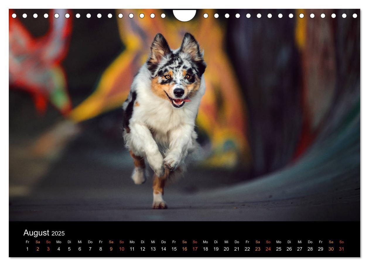 Bild: 9783435233502 | Australian Shepherd - Vielfalt in einer Rasse (Wandkalender 2025...