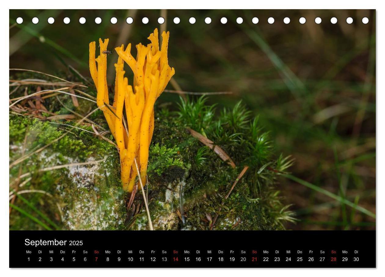 Bild: 9783435641314 | Pilze in Wald und Flur (Tischkalender 2025 DIN A5 quer), CALVENDO...