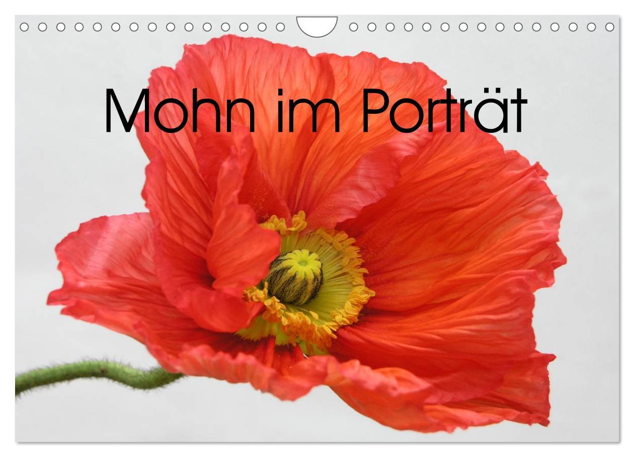 Cover: 9783435617517 | Mohn im Porträt (Wandkalender 2025 DIN A4 quer), CALVENDO...