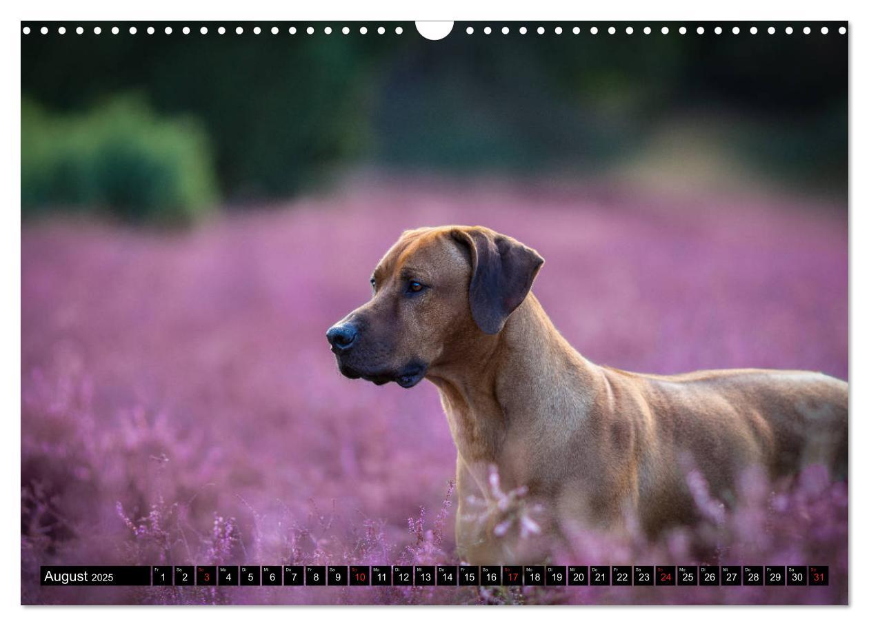 Bild: 9783435268320 | Ridgeback King (Wandkalender 2025 DIN A3 quer), CALVENDO...