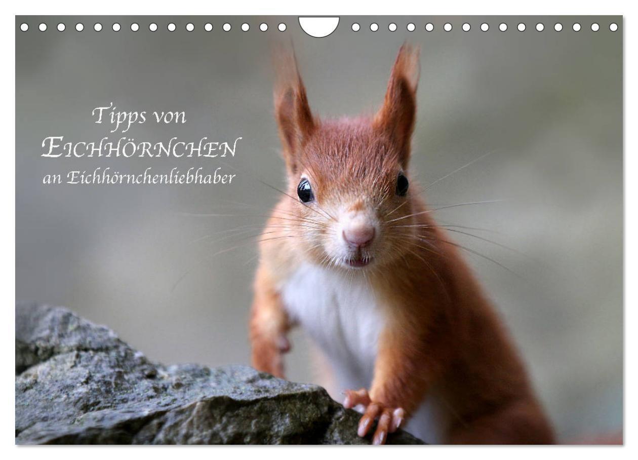 Cover: 9783383235528 | Tipps von Eichhörnchen an Eichhörnchenliebhaber (Wandkalender 2024...
