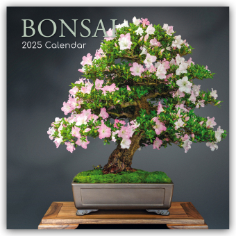 Cover: 9781837889501 | Bonsai - Bonsaibäume 2025 - 16-Monatskalender | Ltd | Kalender | 14 S.