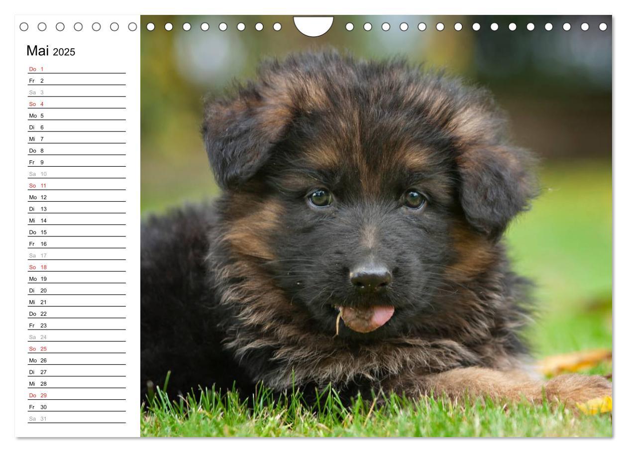 Bild: 9783435474912 | Deutscher Schäferhund - Welpen (Wandkalender 2025 DIN A4 quer),...