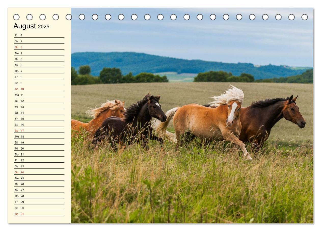 Bild: 9783435543731 | Welt der Pferde (Tischkalender 2025 DIN A5 quer), CALVENDO...