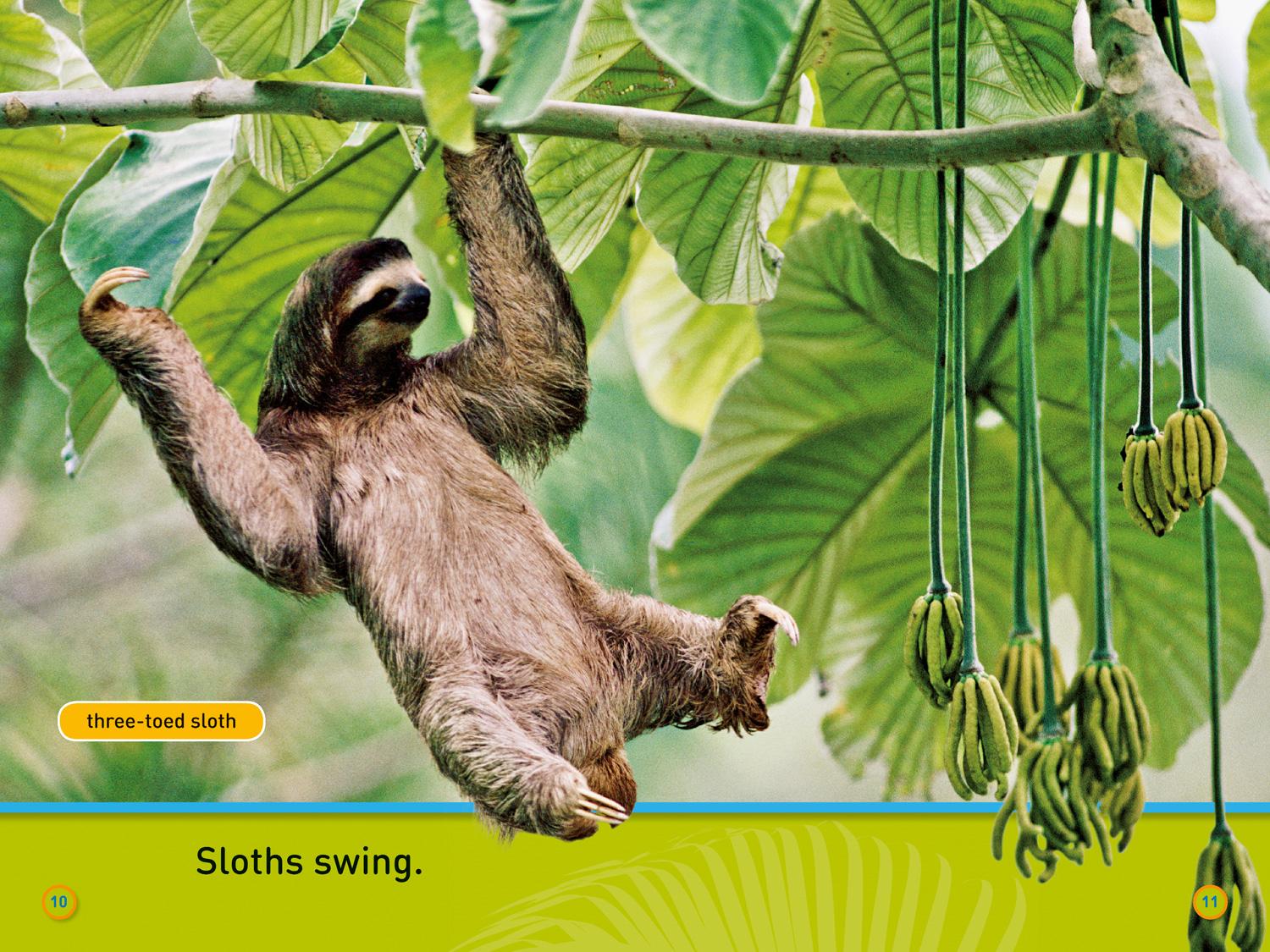 Bild: 9780008266509 | Swing, Sloth! | Level 1 | National Geographic Kids (u. a.) | Buch