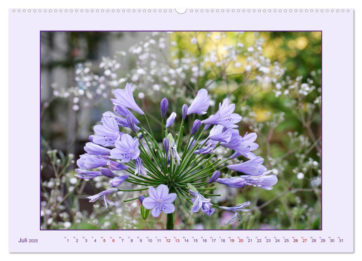 Bild: 9783435030682 | Schmucklilie - Agapanthus (hochwertiger Premium Wandkalender 2025...