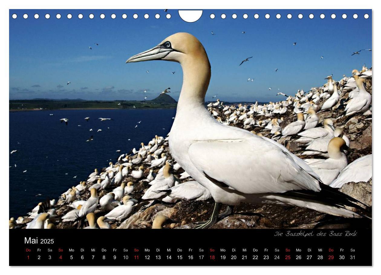 Bild: 9783435795185 | Schottland 2025 (Wandkalender 2025 DIN A4 quer), CALVENDO...