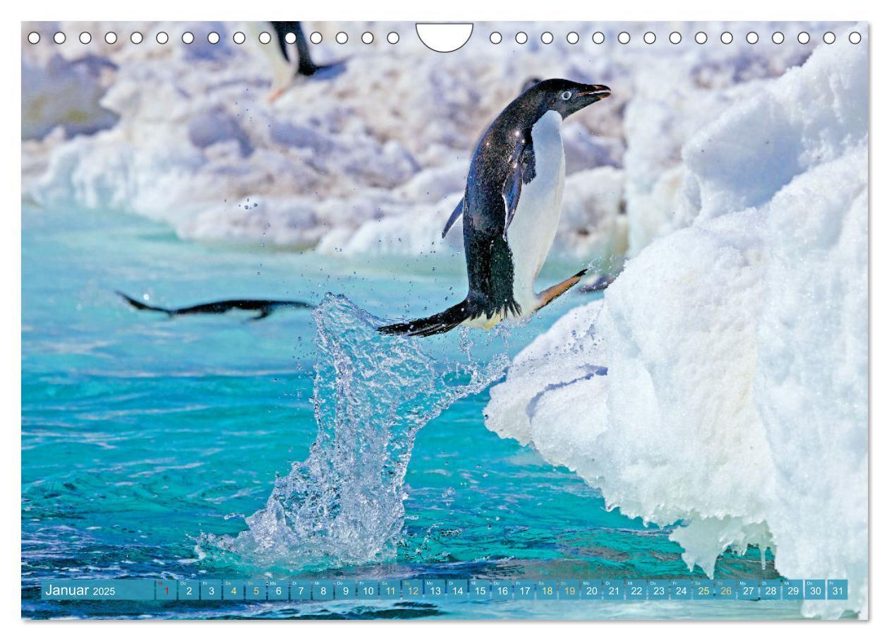 Bild: 9783457197929 | Pinguine: Gehupft wie gesprungen (Wandkalender 2025 DIN A4 quer),...