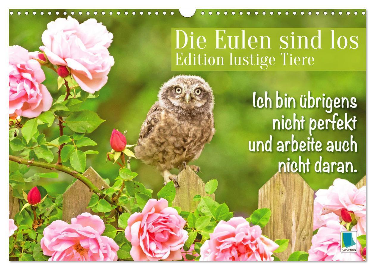 Cover: 9783457179529 | Die Eulen sind los: Edition lustige Tiere (Wandkalender 2025 DIN A3...