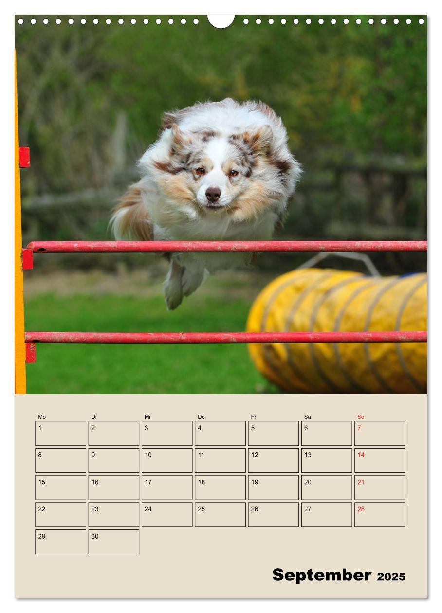 Bild: 9783435959204 | Border Collie - Ein Familienplaner (Wandkalender 2025 DIN A3 hoch),...