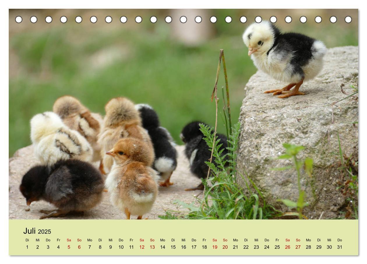 Bild: 9783435335893 | Vom Ei zum Huhn. Die Entwicklung von Küken (Tischkalender 2025 DIN...