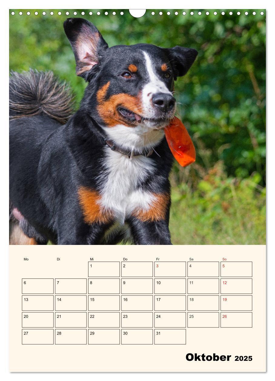 Bild: 9783435936571 | Appenzeller Sennenhund - Mit Plan durch das Jahr (Wandkalender 2025...