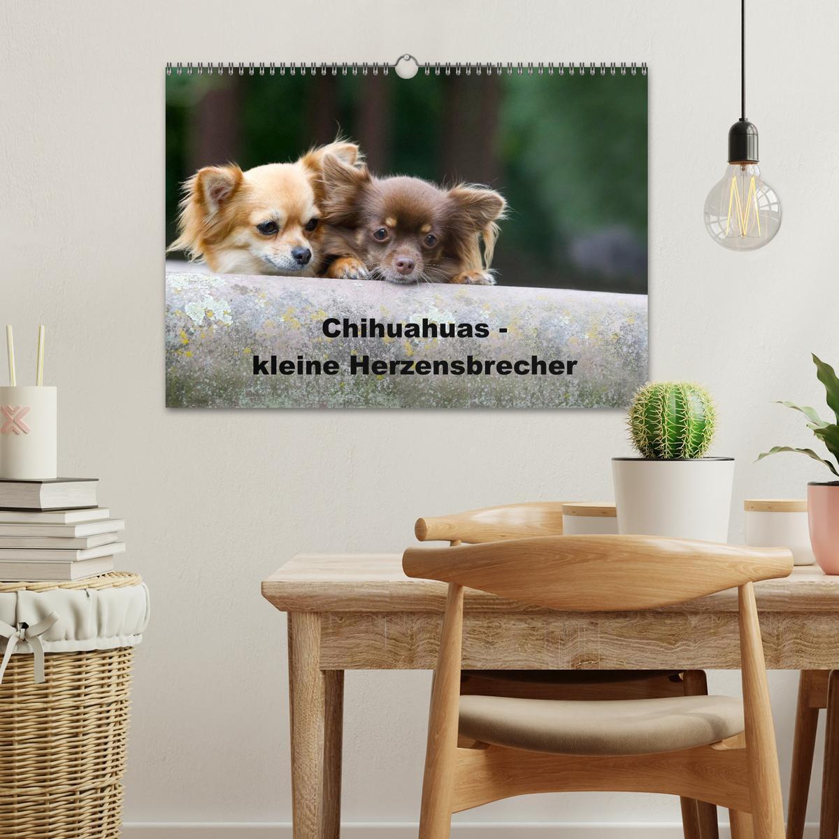 Bild: 9783435772247 | Chihuahuas - kleine Herzensbrecher (Wandkalender 2025 DIN A3 quer),...