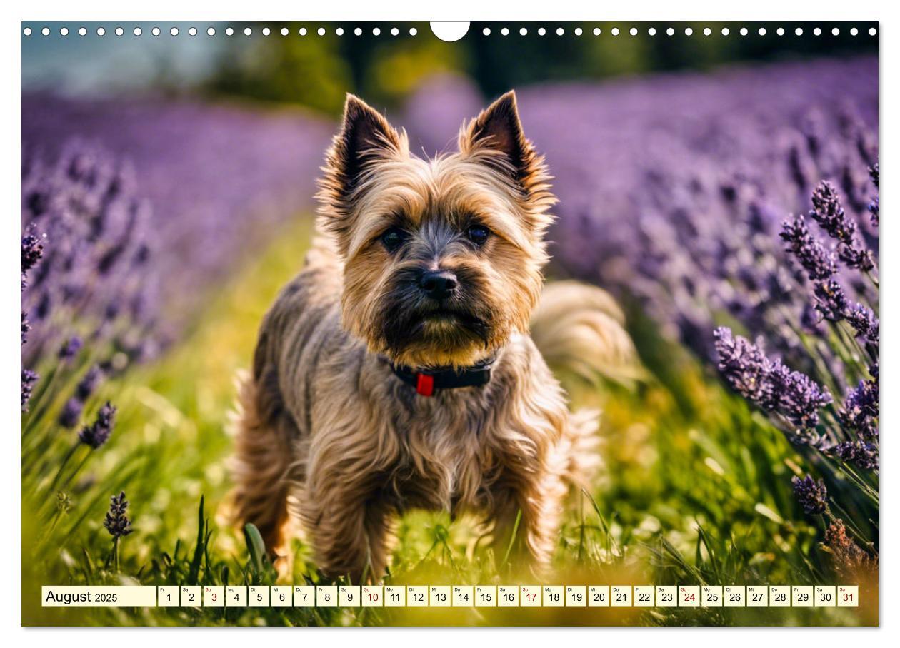 Bild: 9783435419906 | Cairn Terrier - lustiges Raubein aus Schottland (Wandkalender 2025...