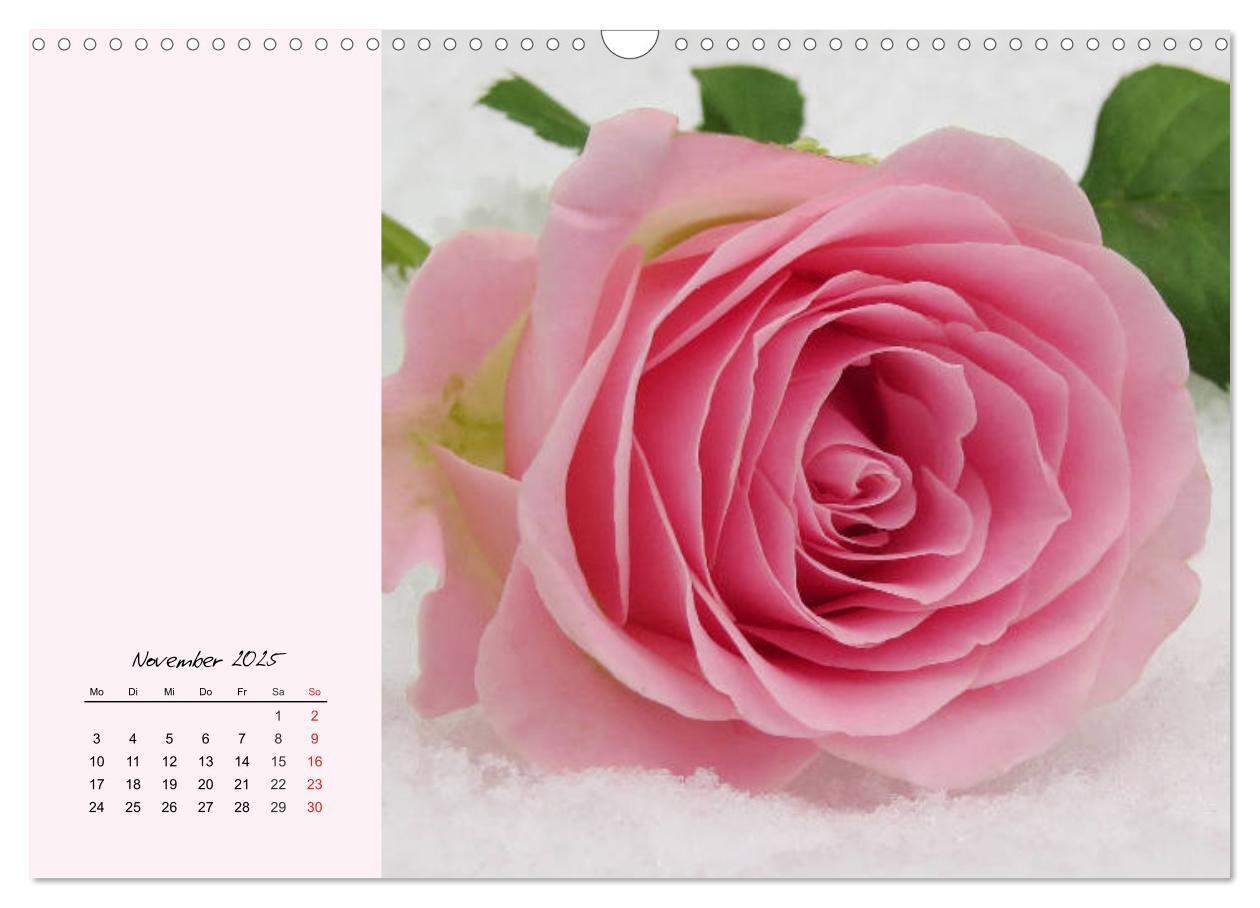 Bild: 9783435198566 | Rosen. Charmante und edle Königinnen (Wandkalender 2025 DIN A3...