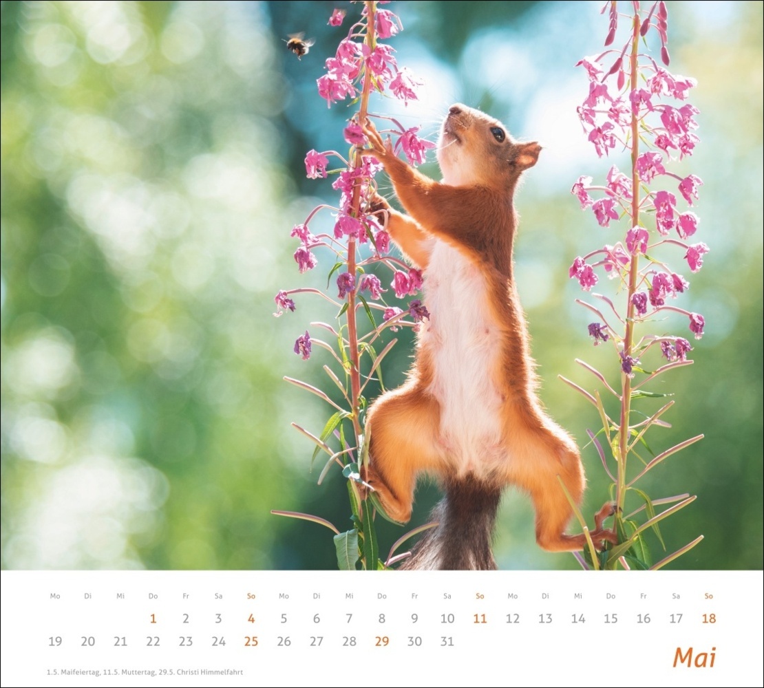 Bild: 9783756406869 | Eichhörnchen Bildkalender 2025 | Geert Weggen | Kalender | 14 S.