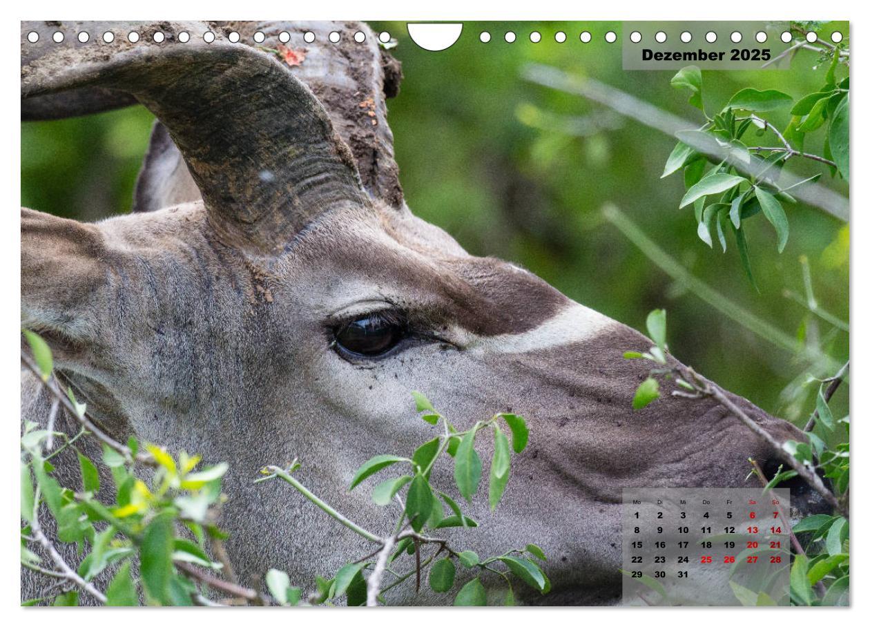 Bild: 9783383967399 | Auf Safari im Kruger National Park (Wandkalender 2025 DIN A4 quer),...