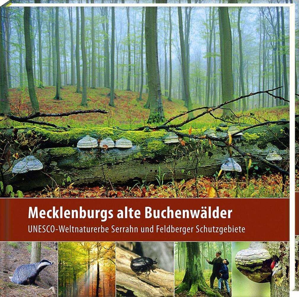 Cover: 9783942477185 | Mecklenburgs alte Buchenwälder | Klaus Borrmann | Buch | 2012