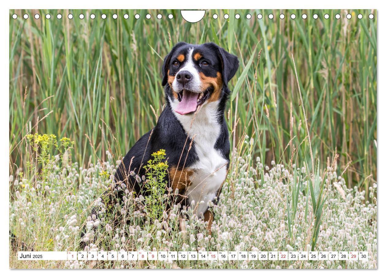 Bild: 9783435333349 | Großer Schweizer Sennenhund (Wandkalender 2025 DIN A4 quer),...