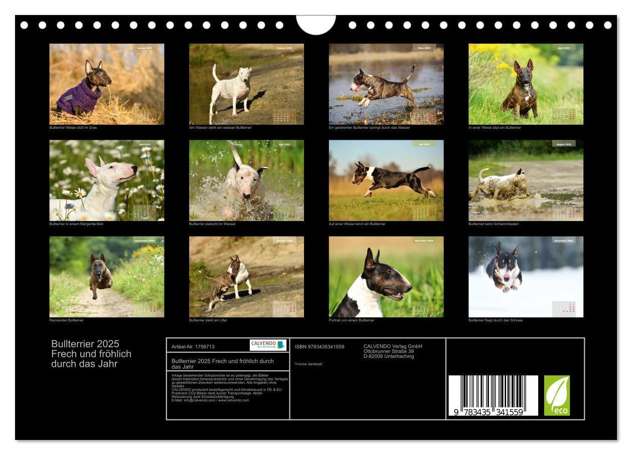 Bild: 9783435341559 | Bullterrier 2025 Frech und fröhlich durch das Jahr (Wandkalender...