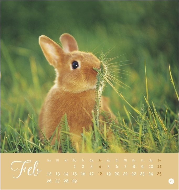Bild: 9783756400621 | Süße Kaninchen Postkartenkalender 2024. Tierfotografin Monika...