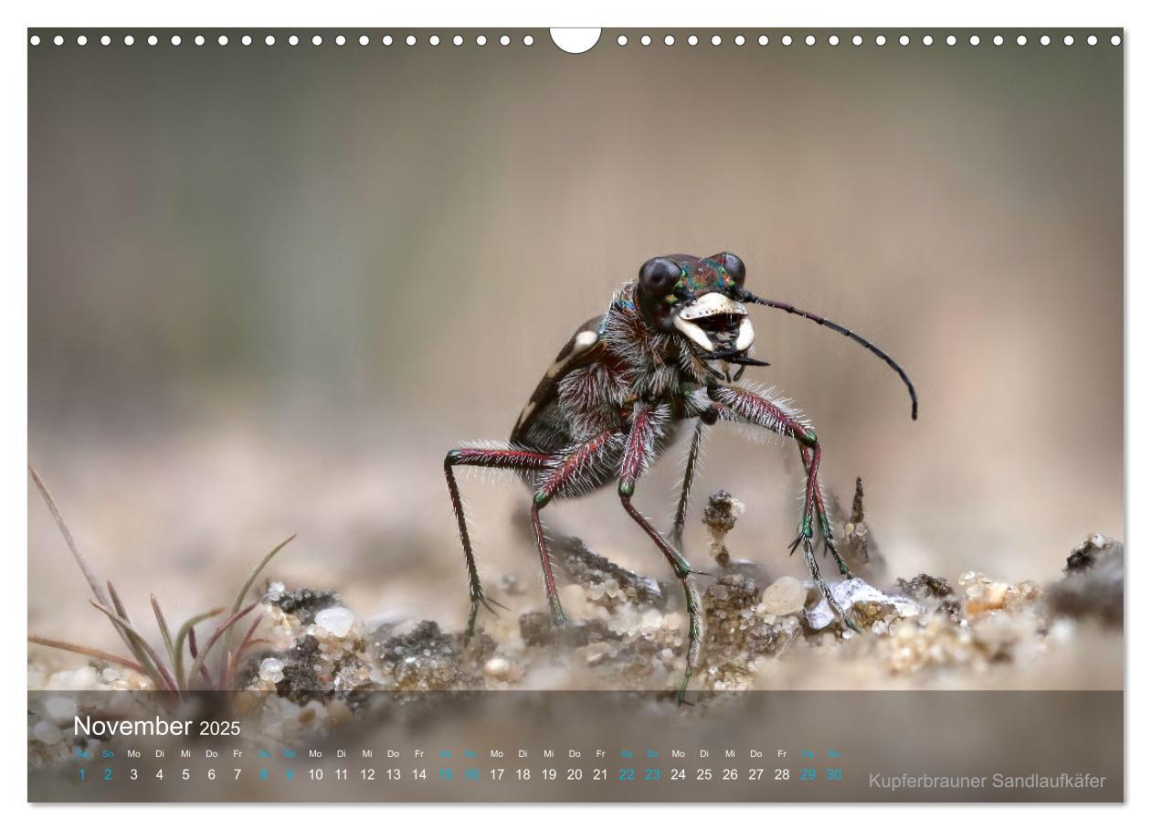 Bild: 9783383992971 | Kleine Kostbarkeiten Insekten (Wandkalender 2025 DIN A3 quer),...