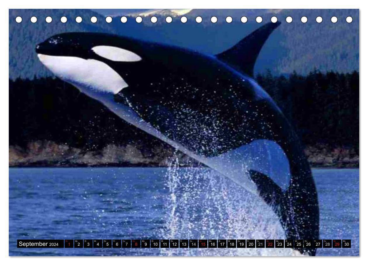 Bild: 9783383485152 | Wale - Kolosse der Meere (Tischkalender 2024 DIN A5 quer), CALVENDO...
