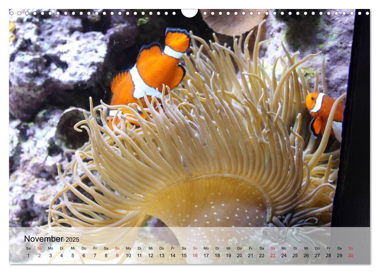 Bild: 9783435590445 | Knallbunte Wasserwelt. Die Welt der Fische (Wandkalender 2025 DIN...