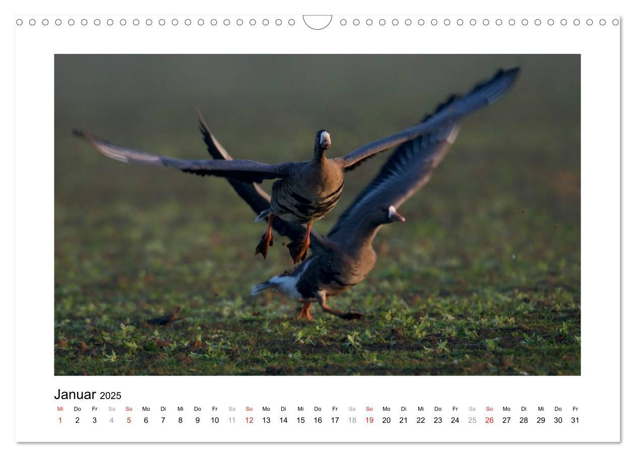 Bild: 9783435636105 | Geschnatter - Enten und Gänse in Deutschland (Wandkalender 2025 DIN...