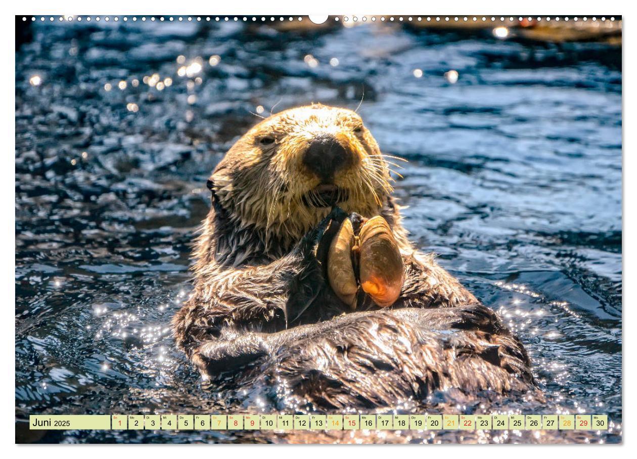 Bild: 9783435376353 | Fischotter - putzige Kerlchen und elegante Schwimmer (Wandkalender...