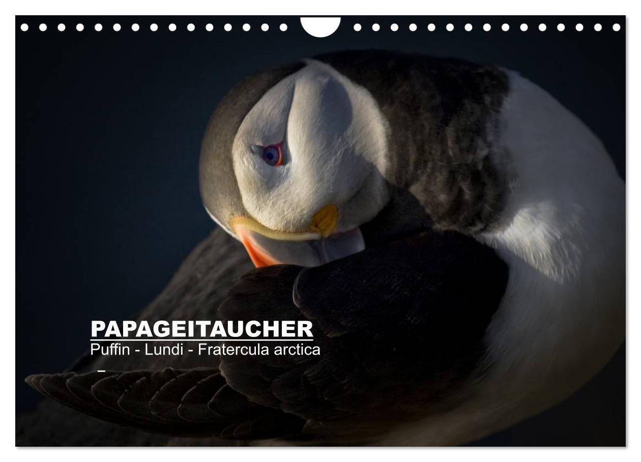 Cover: 9783383360183 | Papageitaucher: Puffin - Lundi - Fratercula arctica (Wandkalender...